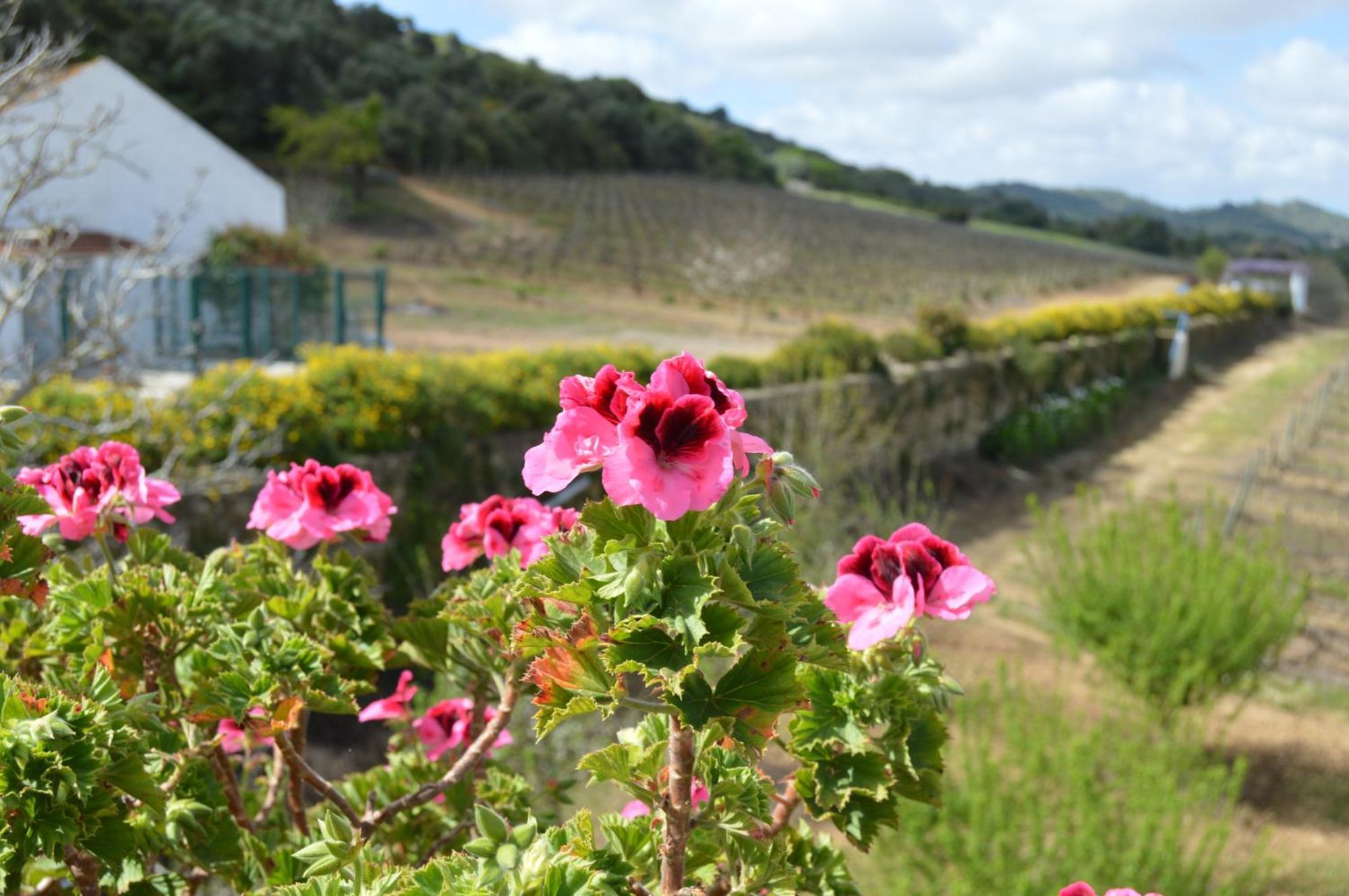 Quinta Do Piloto * Palmela